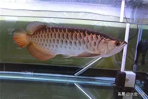 龍魚水溫|龍魚水溫30度可以嗎，飼養時要注意什麼